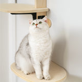 Vertical Door Mounted Cat Shelves and Scratch Board Frame